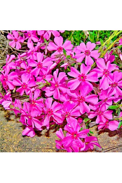 Флокс шиловидний Теміскамінг (малиновий)